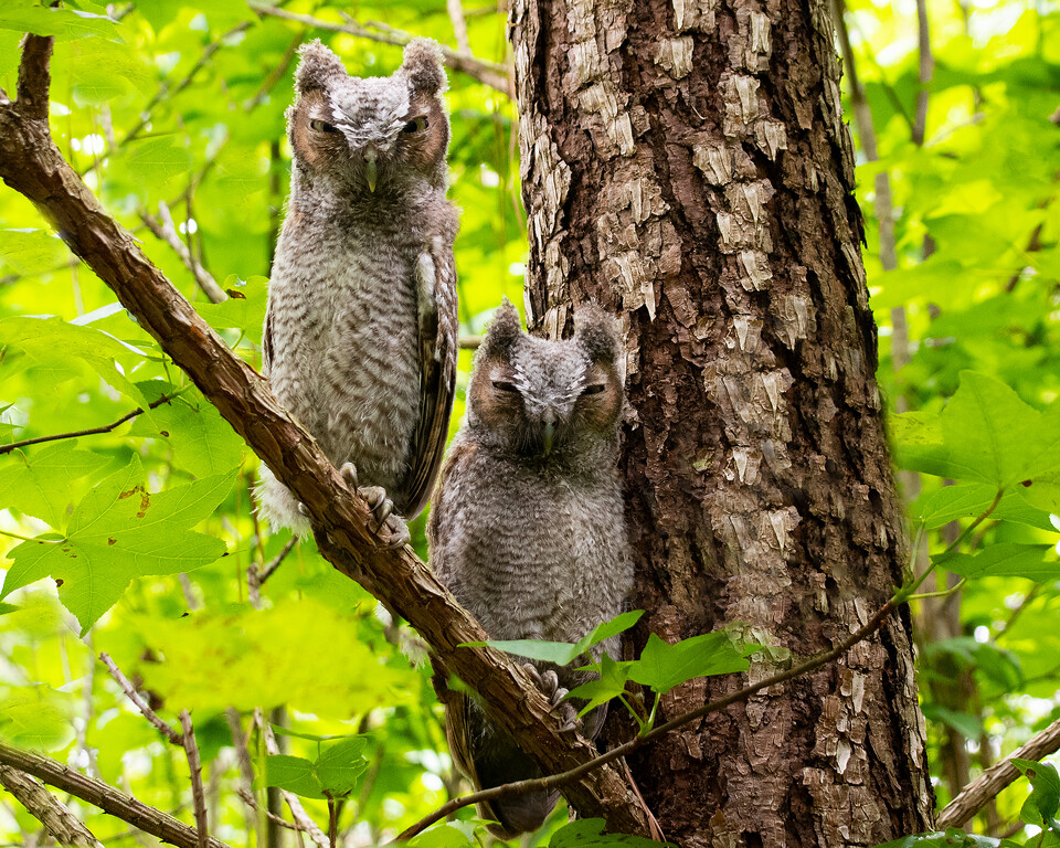 young owls in tree